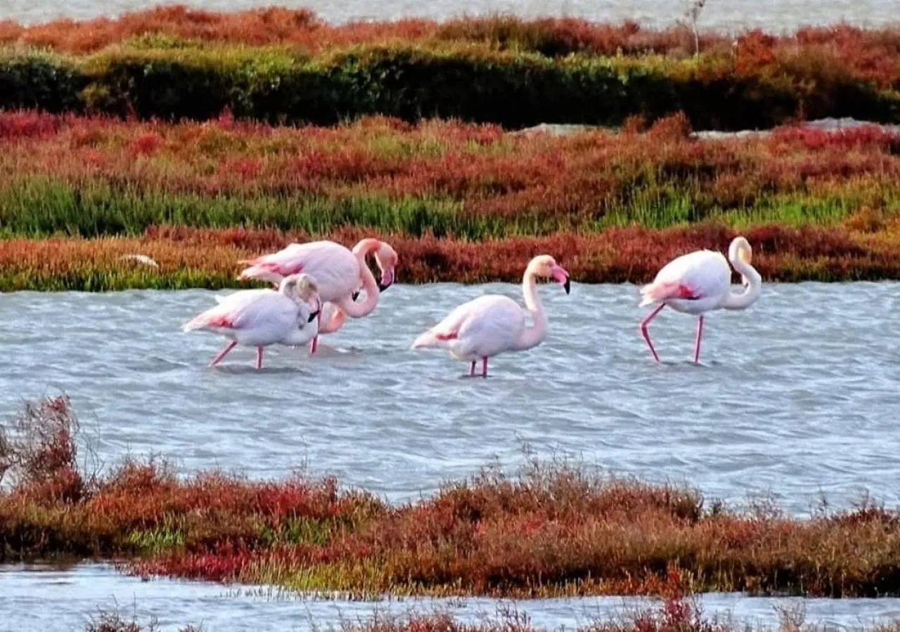 OliviumMare Flamencos 5744