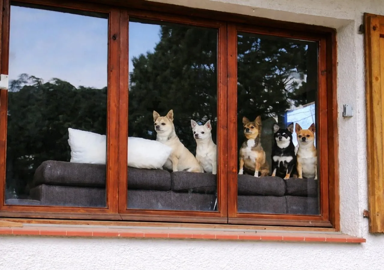canraurell-perritos-5599
