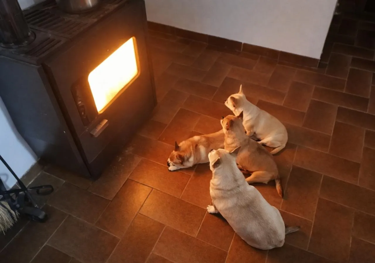 canraurell-perritos2-5600