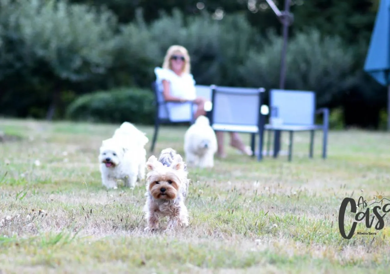 pazo-as-casas-trio-perros-3908