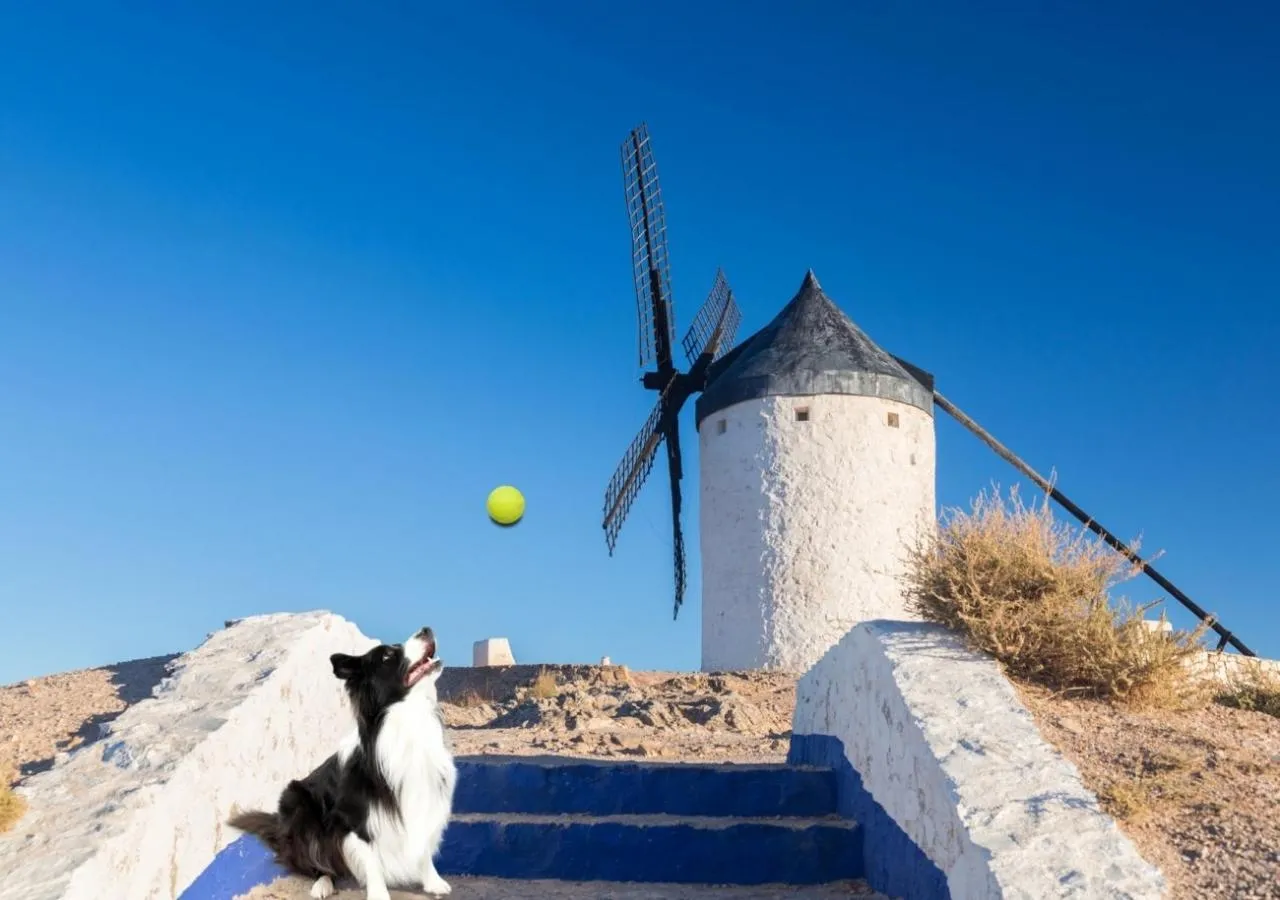 Once Molinos Apt  Oncemolinos perro