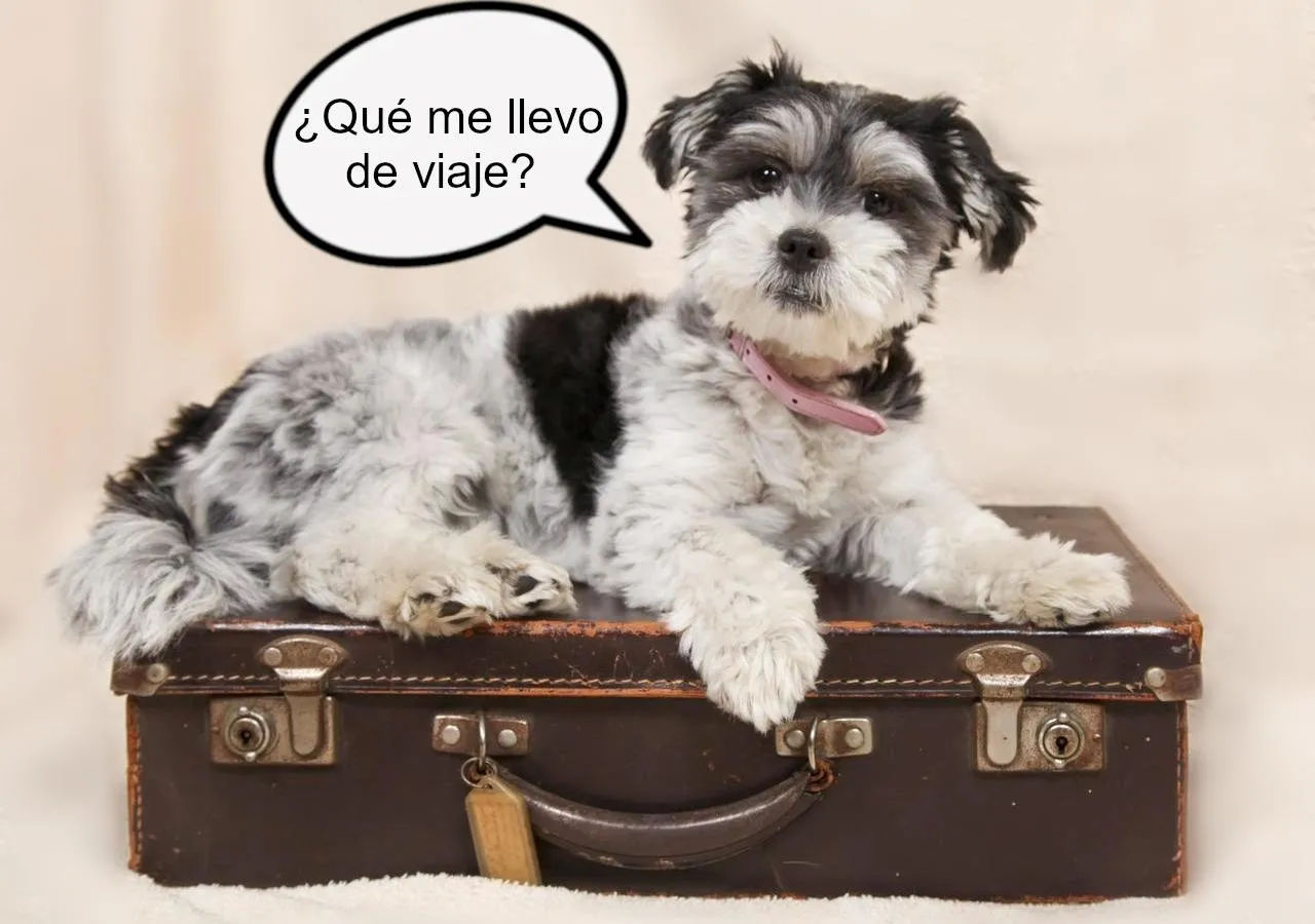 ¿Qué me llevo de viaje con mi mascota?